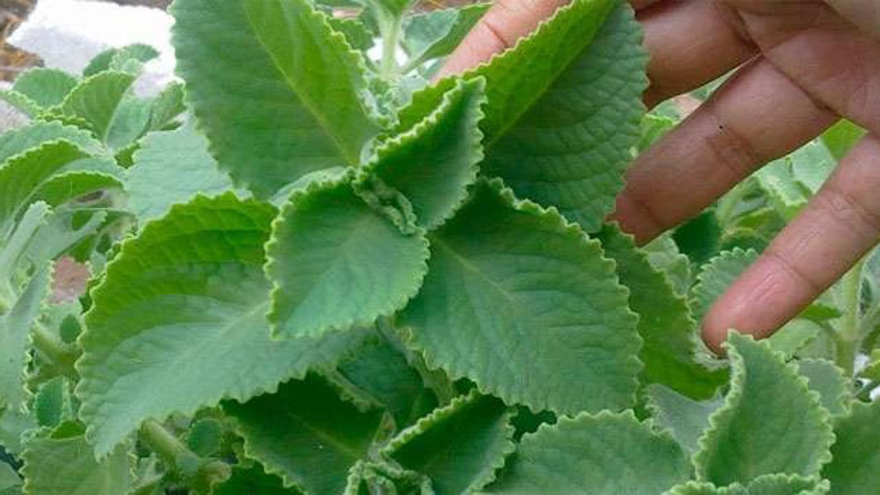 Ajwain Leaf