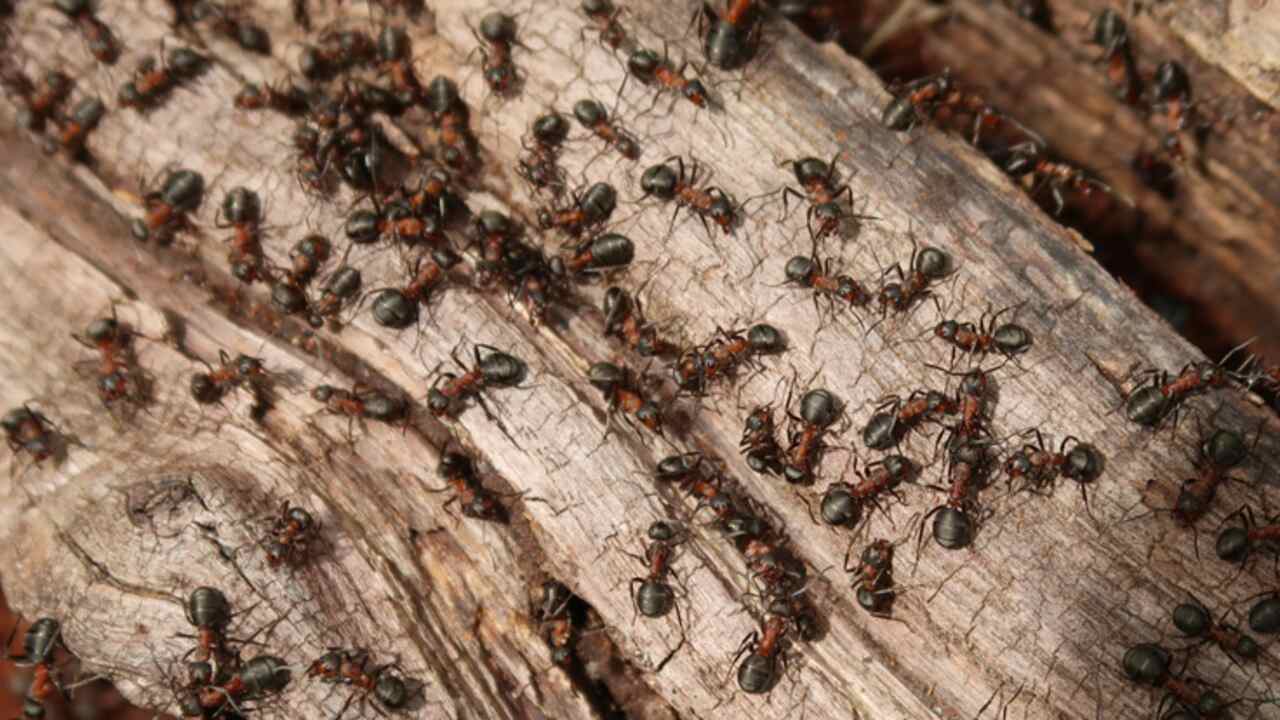 Ants Imresizer