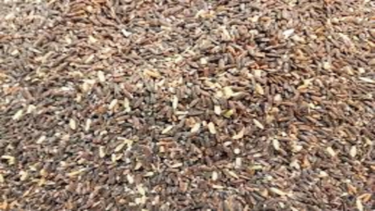 Black Rice
