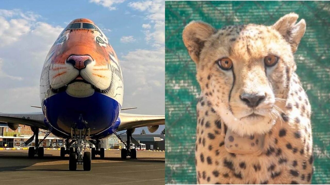 Cheetha