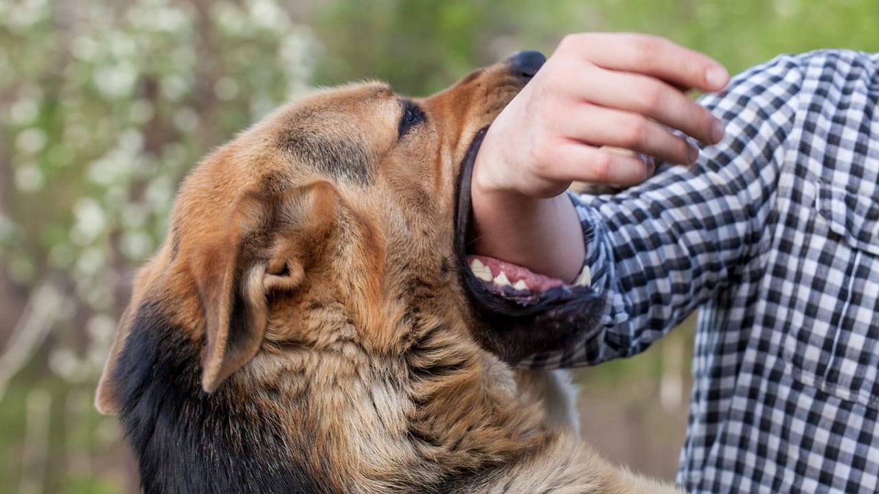 Dog Bite
