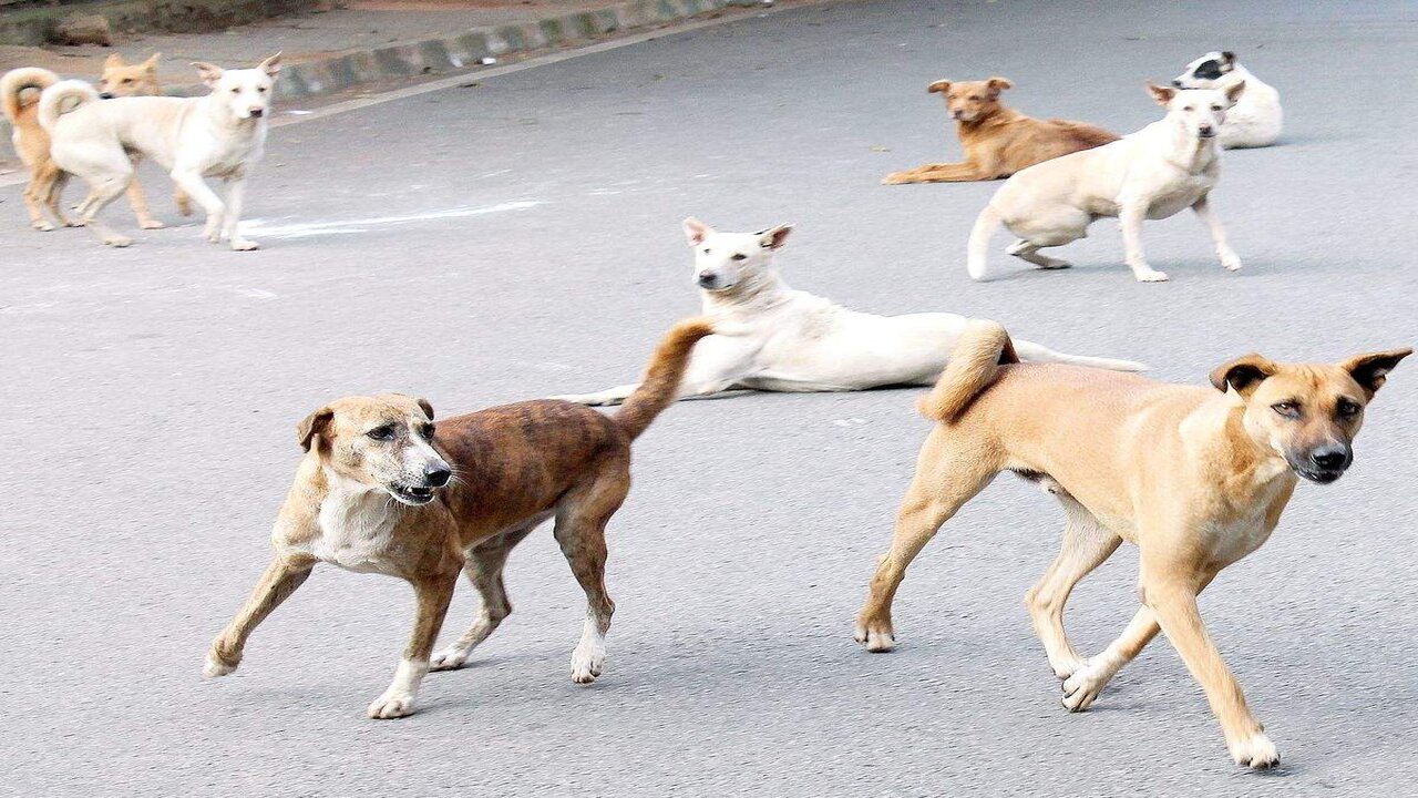 Govt Bans Dogs