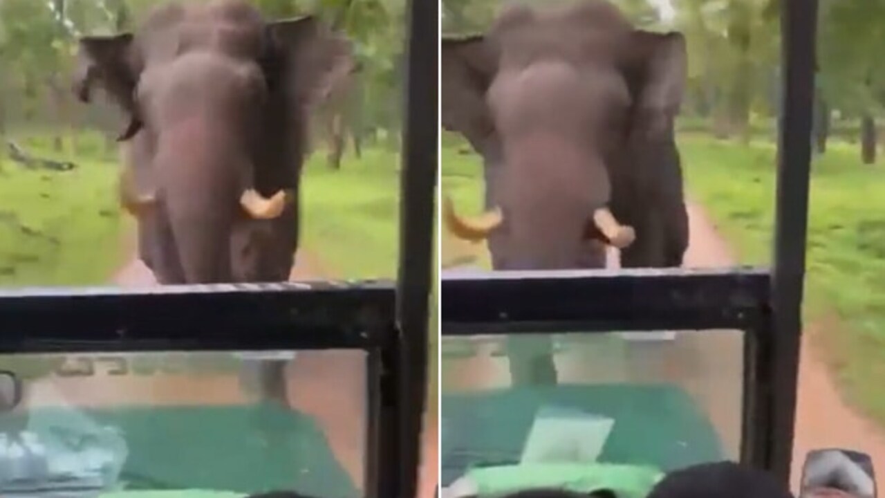 Elephant Imresizer (2)