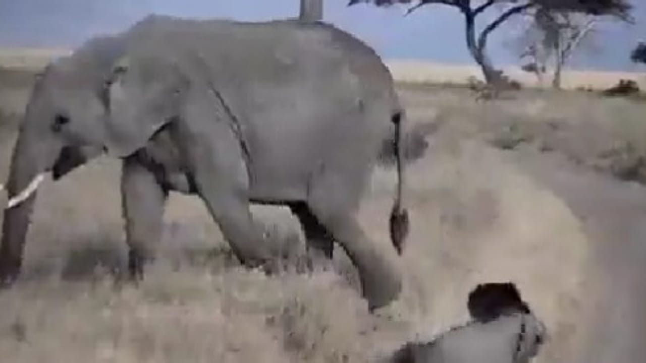 Elephant