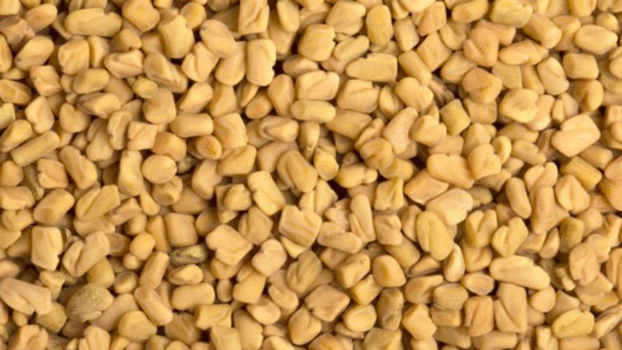 Fenugreek Seeds