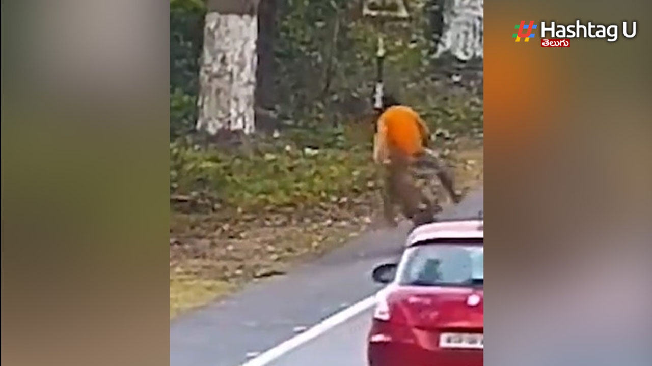 Leopard Viral