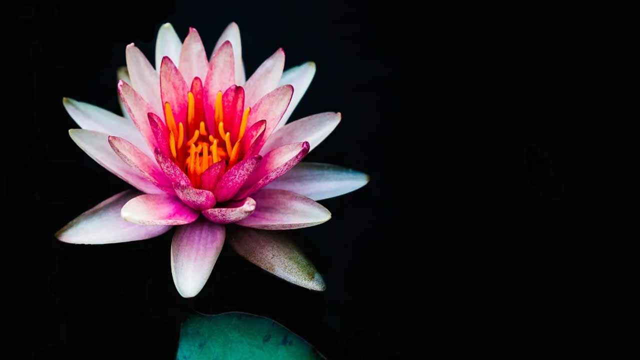 Lotus