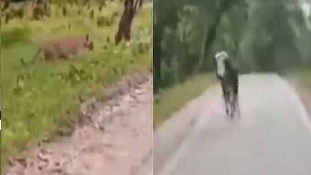Video Viral