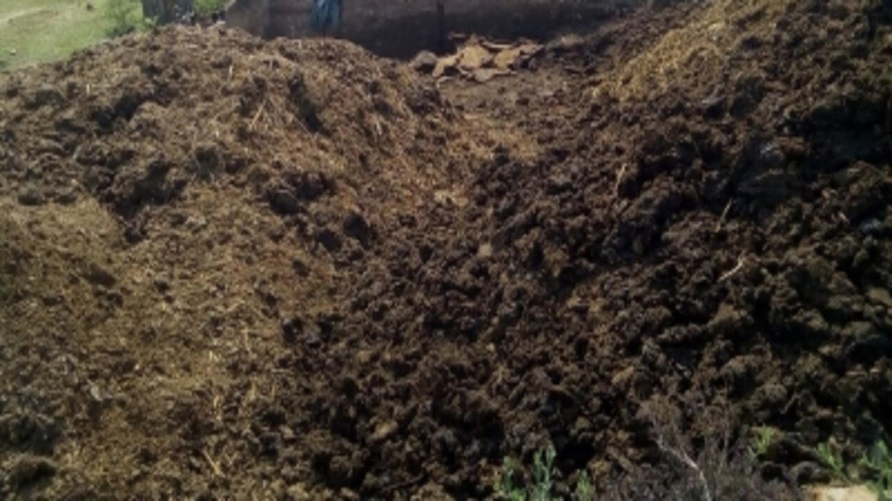 Cow