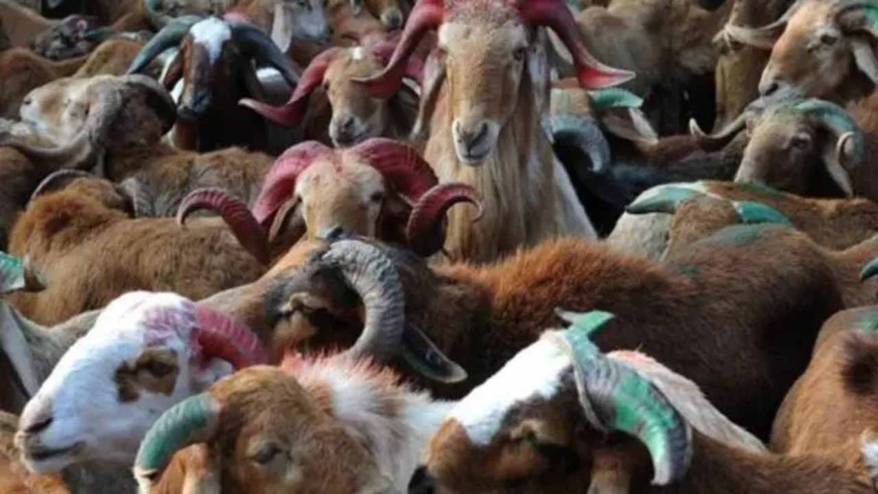 Sheep