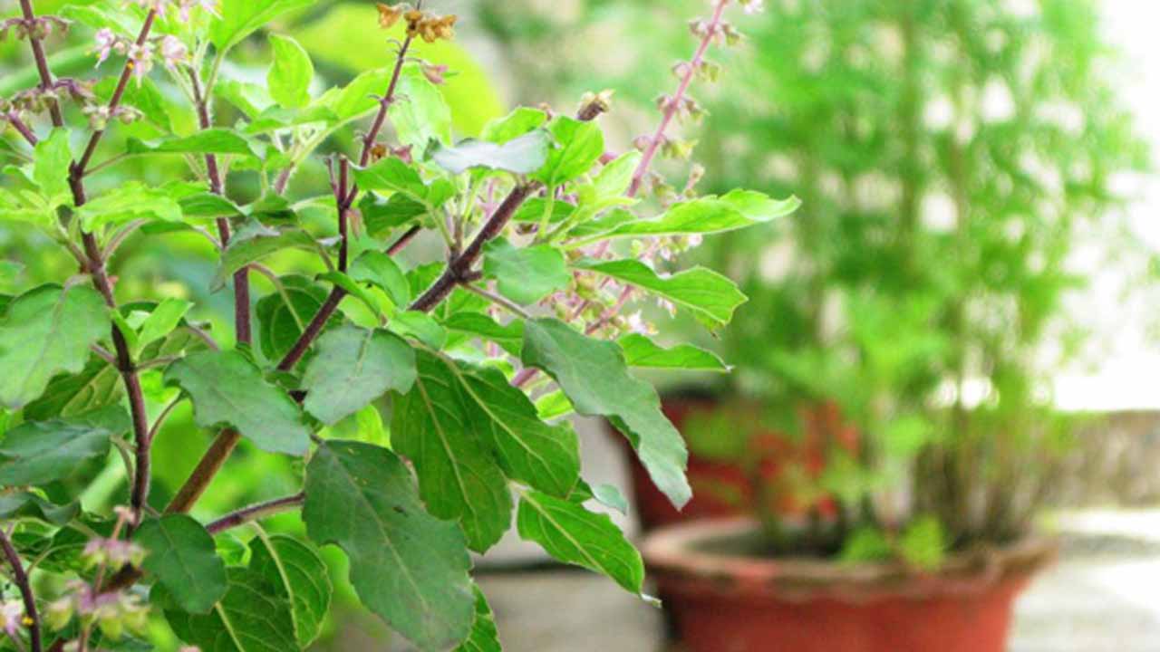 Tulsi Leaves Benefits