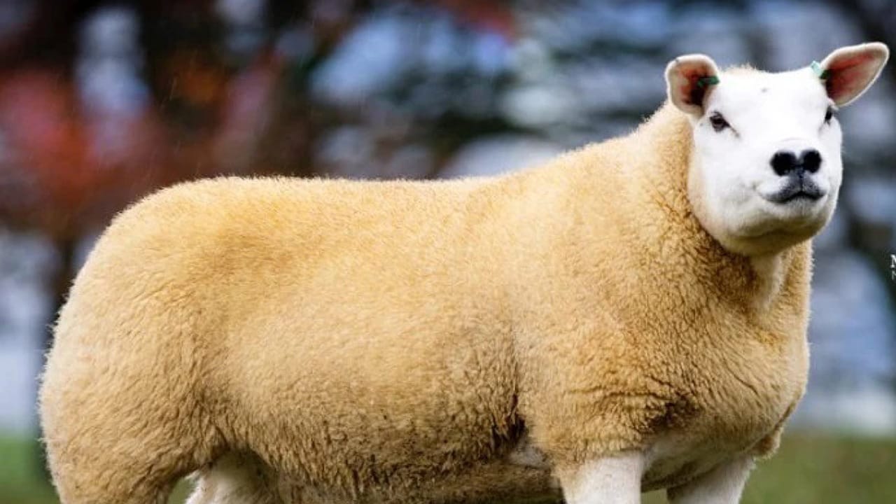 World Expensive Sheep