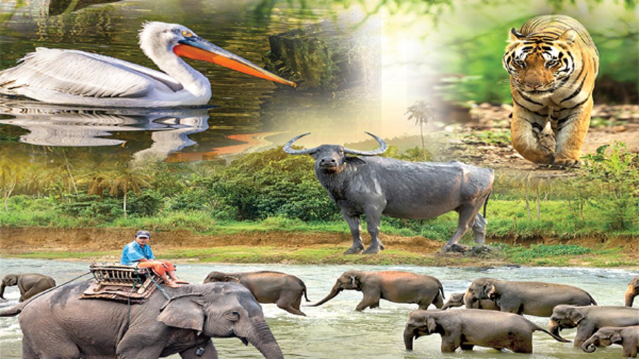 Animals