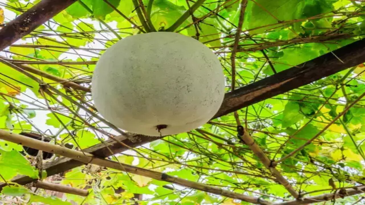 Ash Gourd