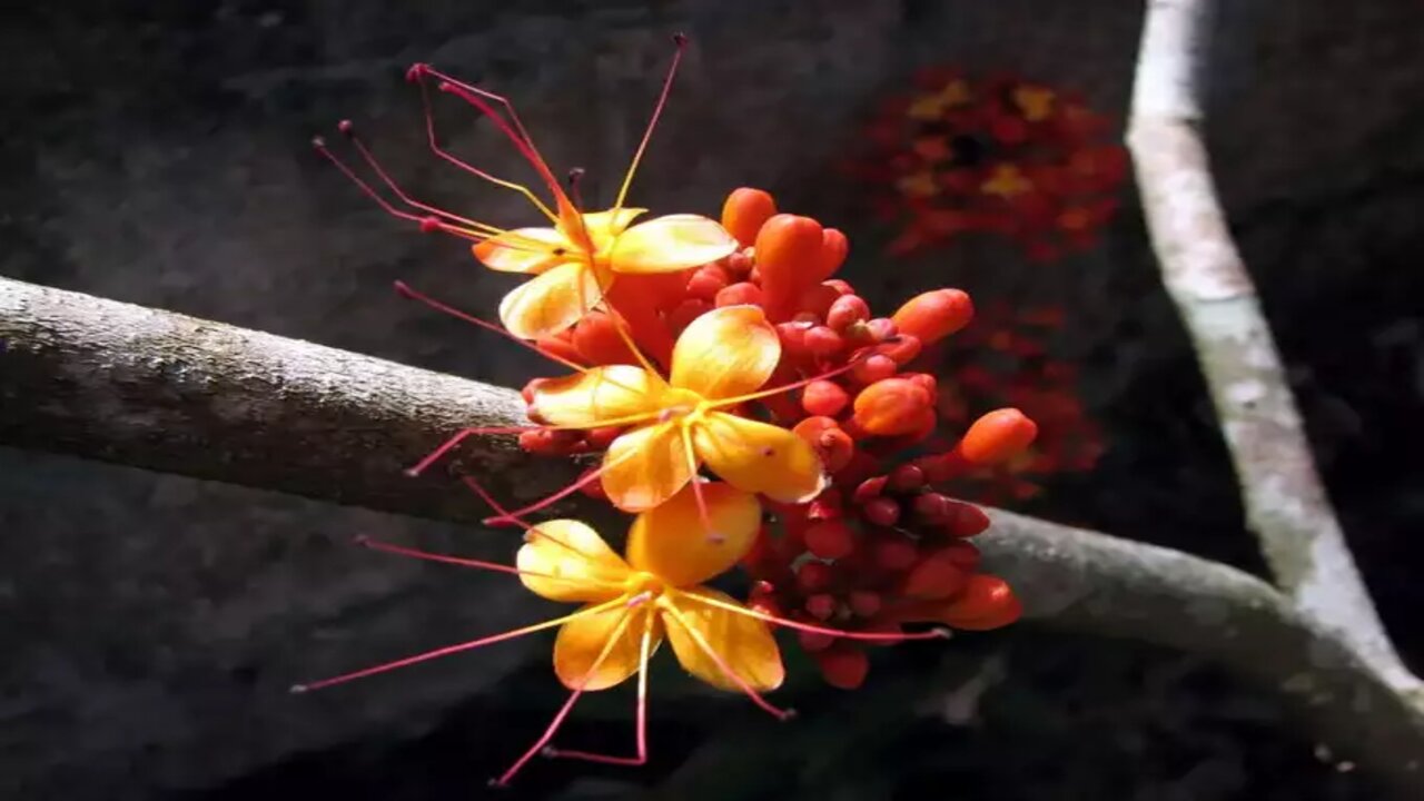 Ashoka Flowers