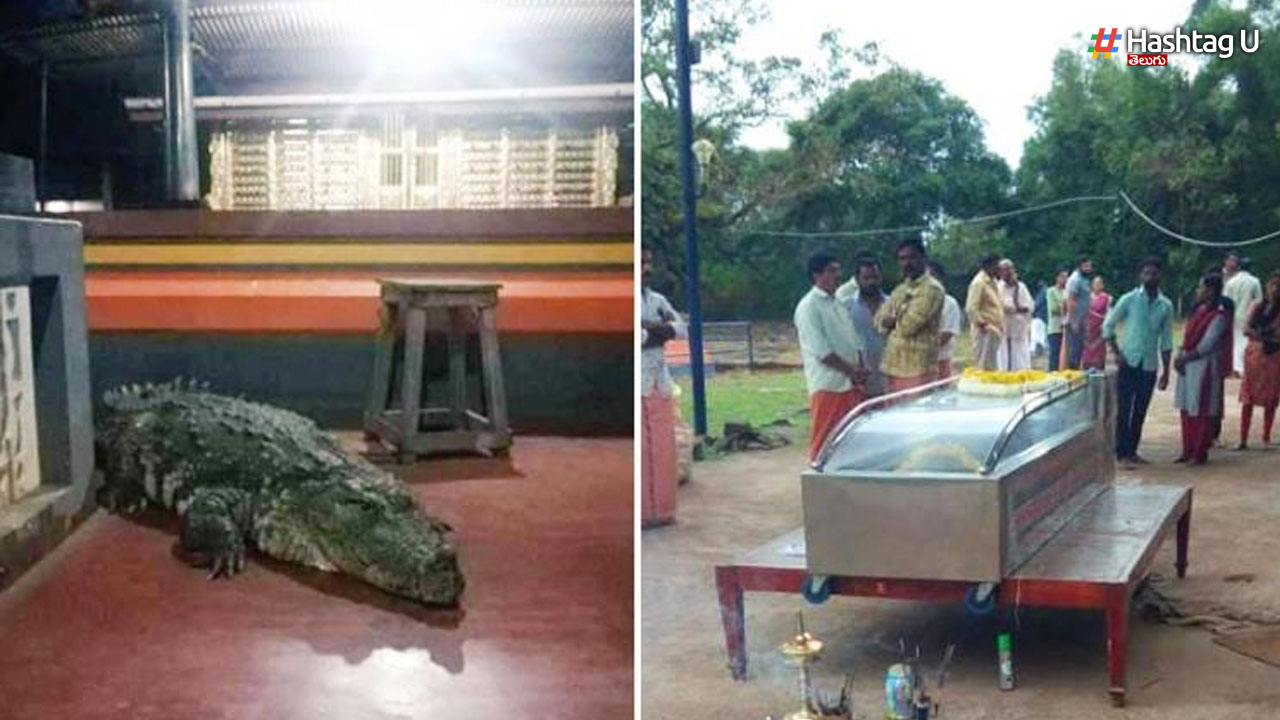 Crocodile