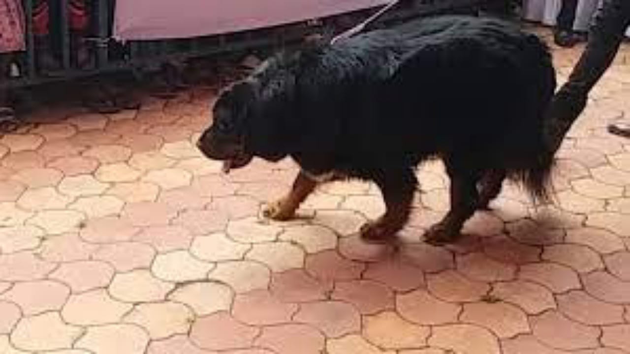 Dog
