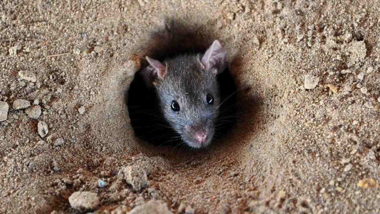 Missing Rat