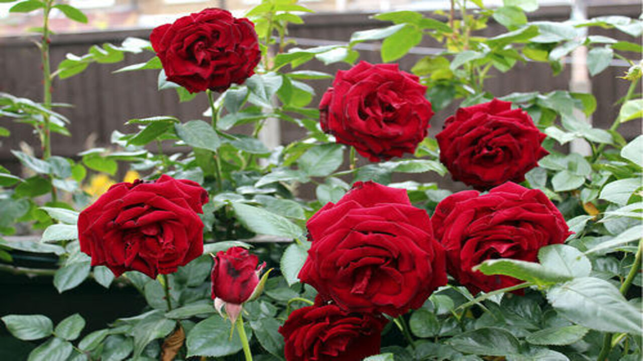 Red Rose