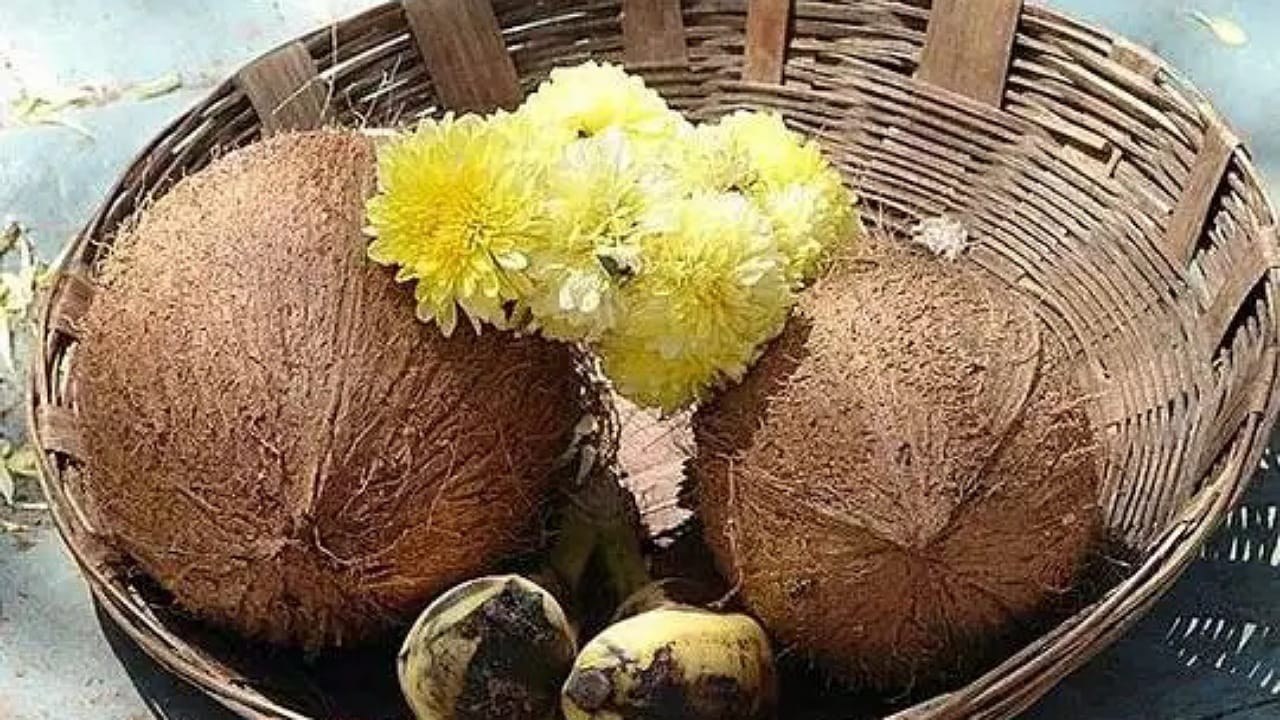 Coconut
