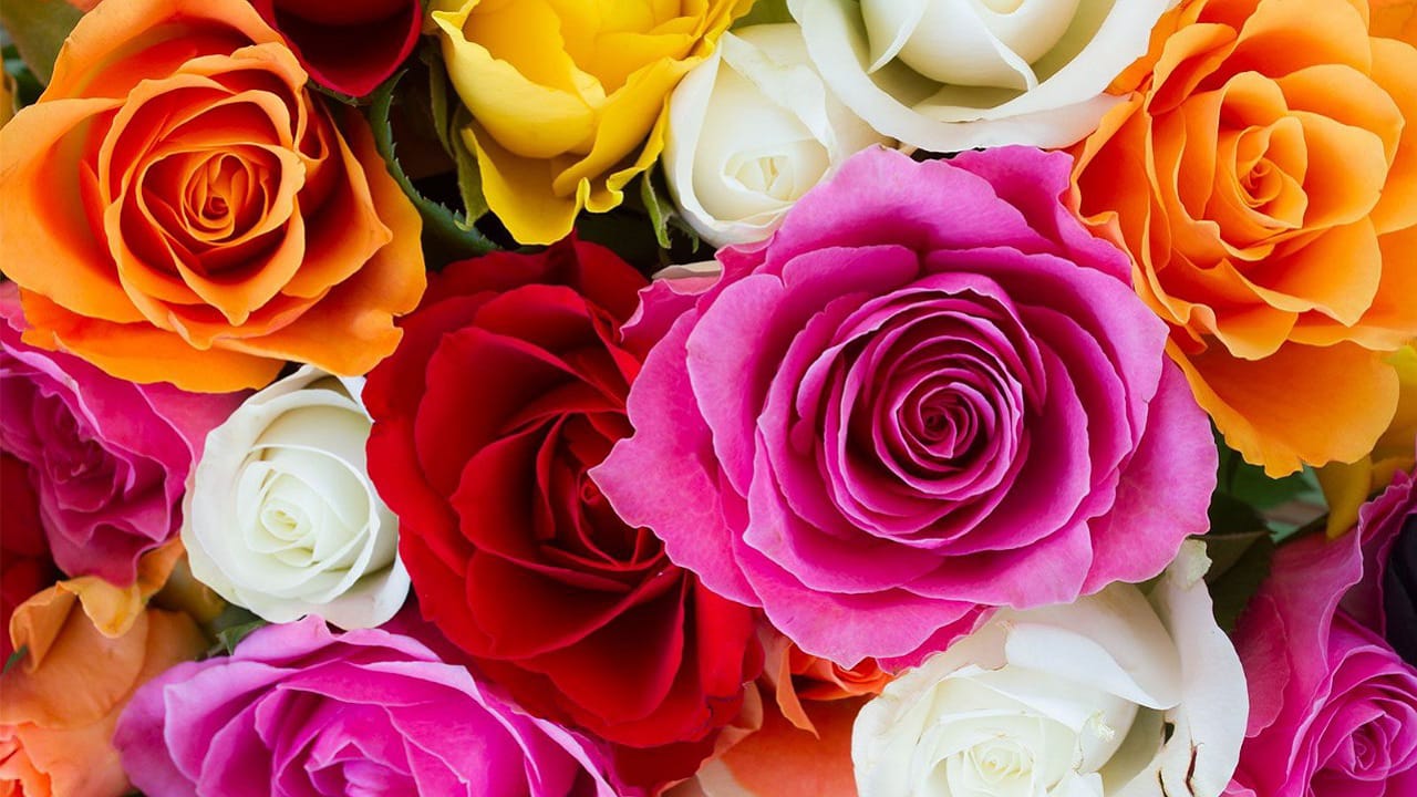 Flowers