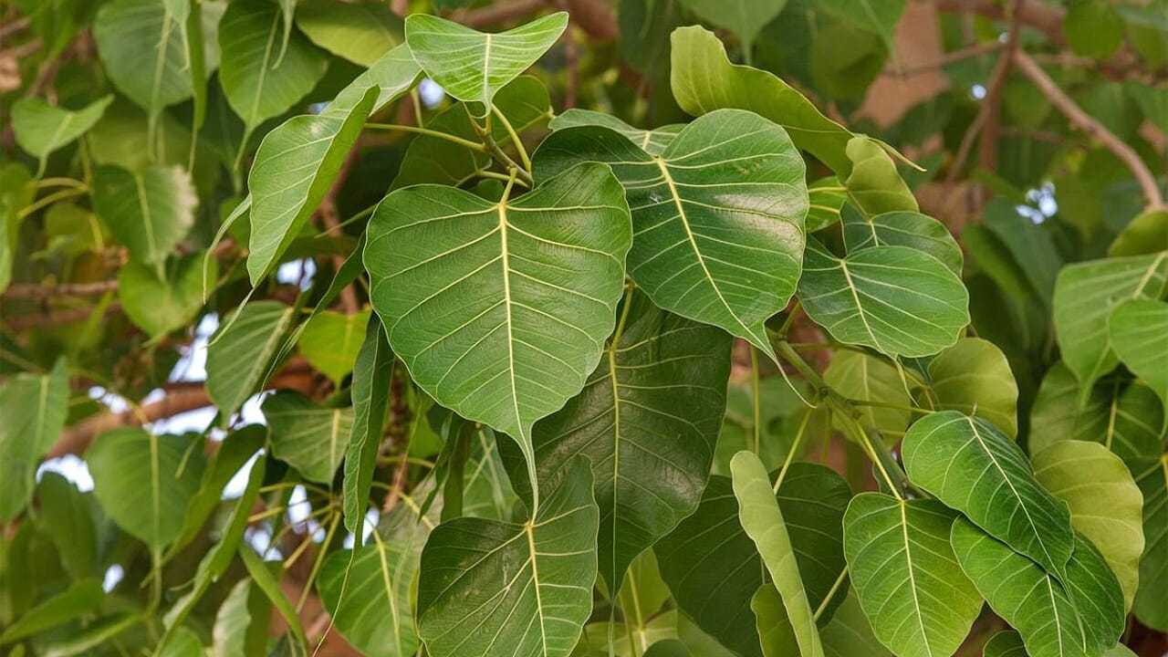 Peepal Tree