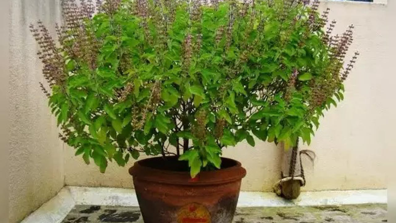 Tulasi Plant