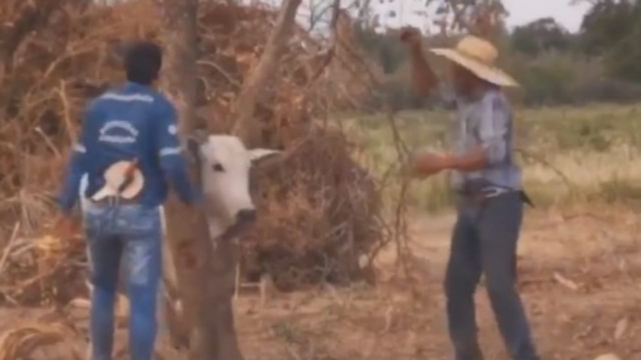 Viral Video