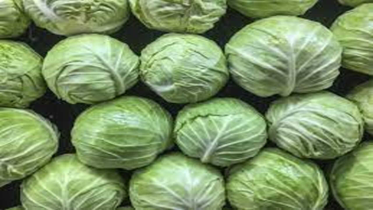 Cabbage