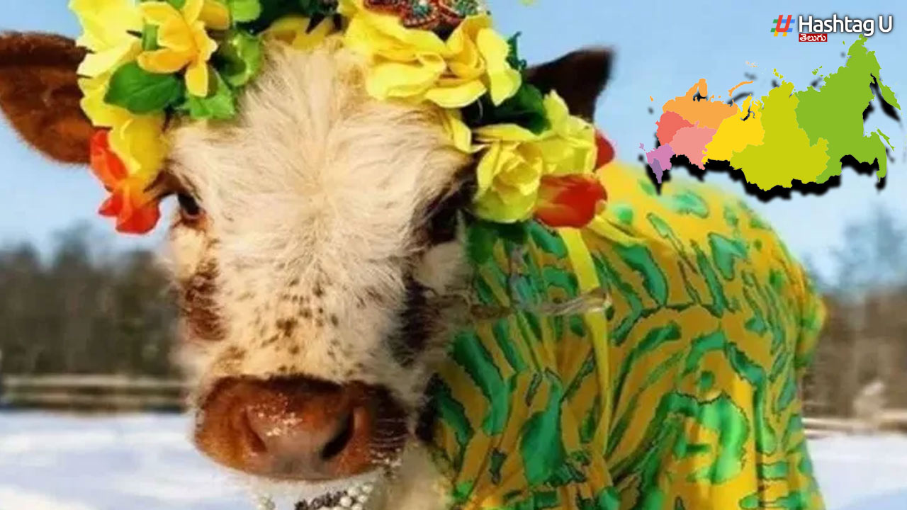 Cow