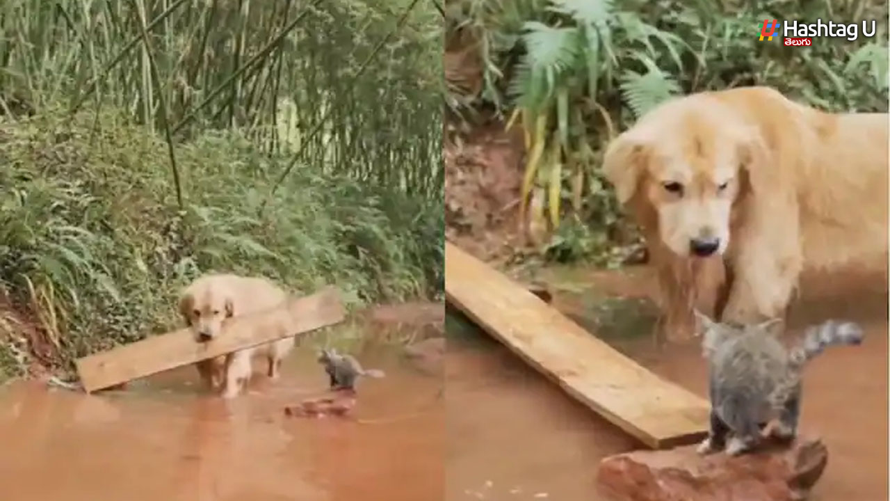 Dog And Cat