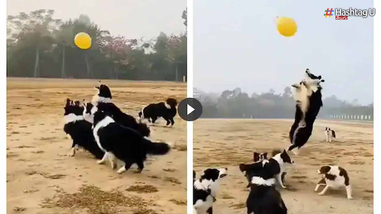 Dogs
