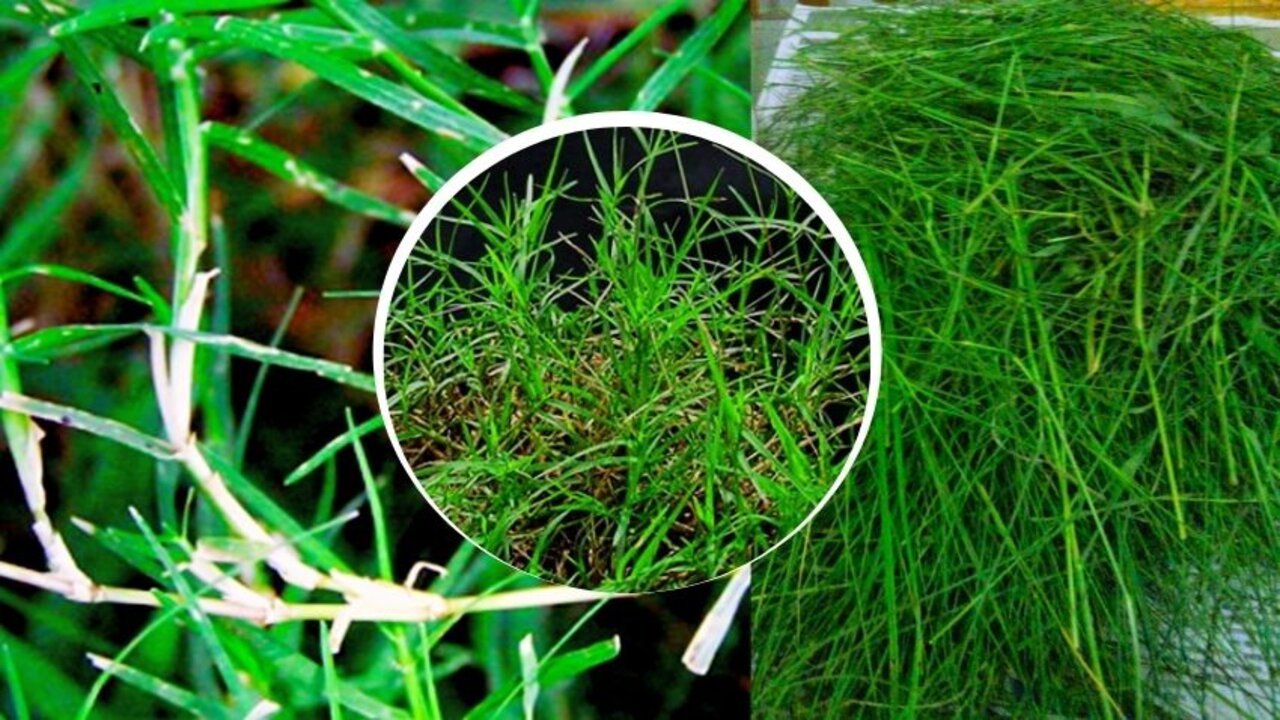 Durva Plant