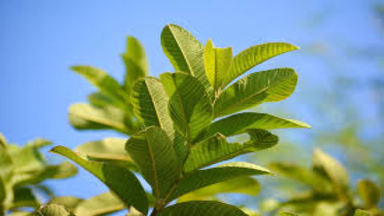 Guava Leaf Chutney