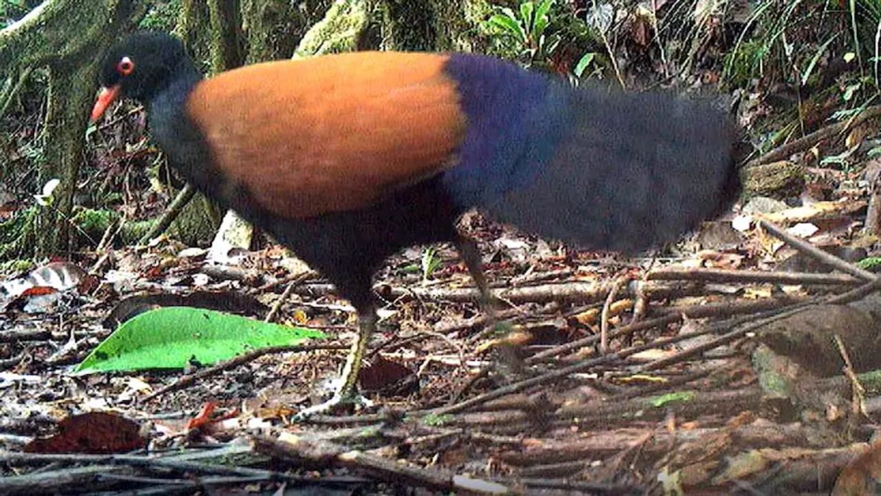 Orange Pigeon