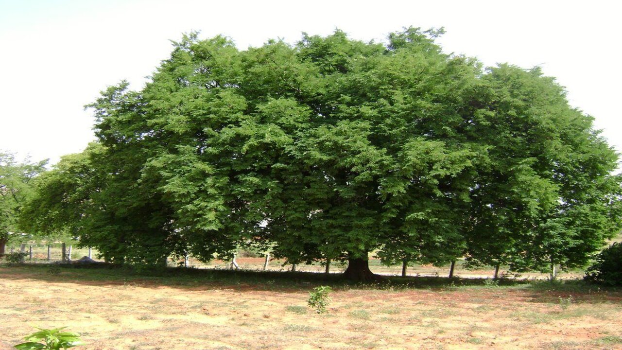 Tress