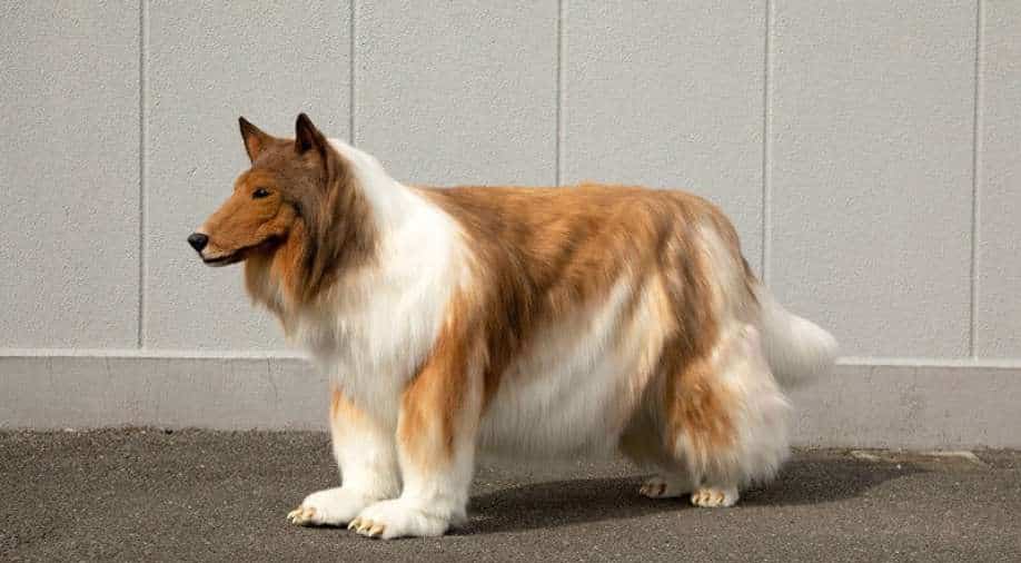 265105 Dog 1
