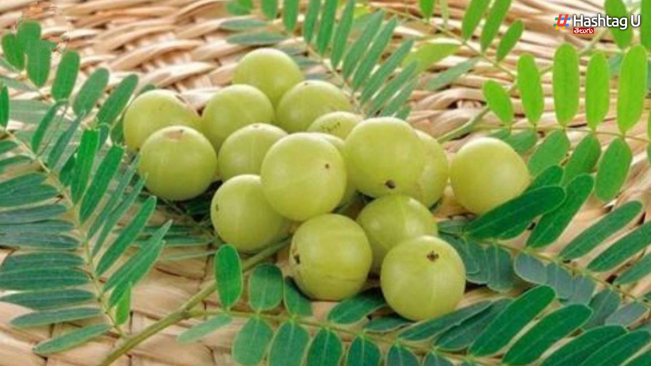 Amla In Winter