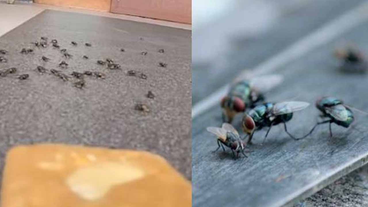 Flies