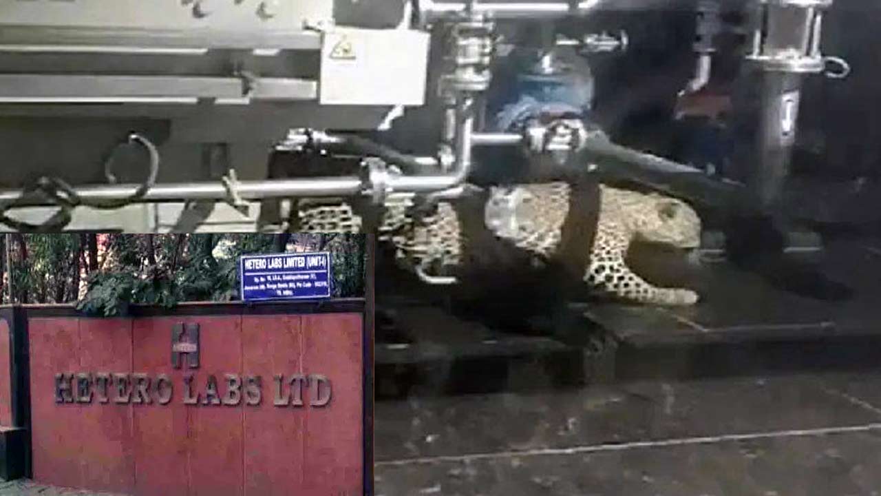 Leopard