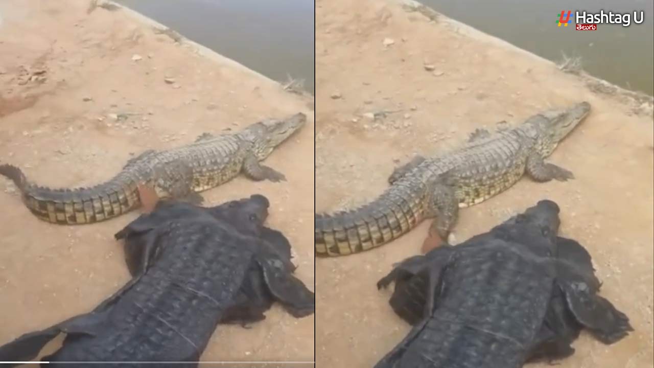 Crocodile Costume