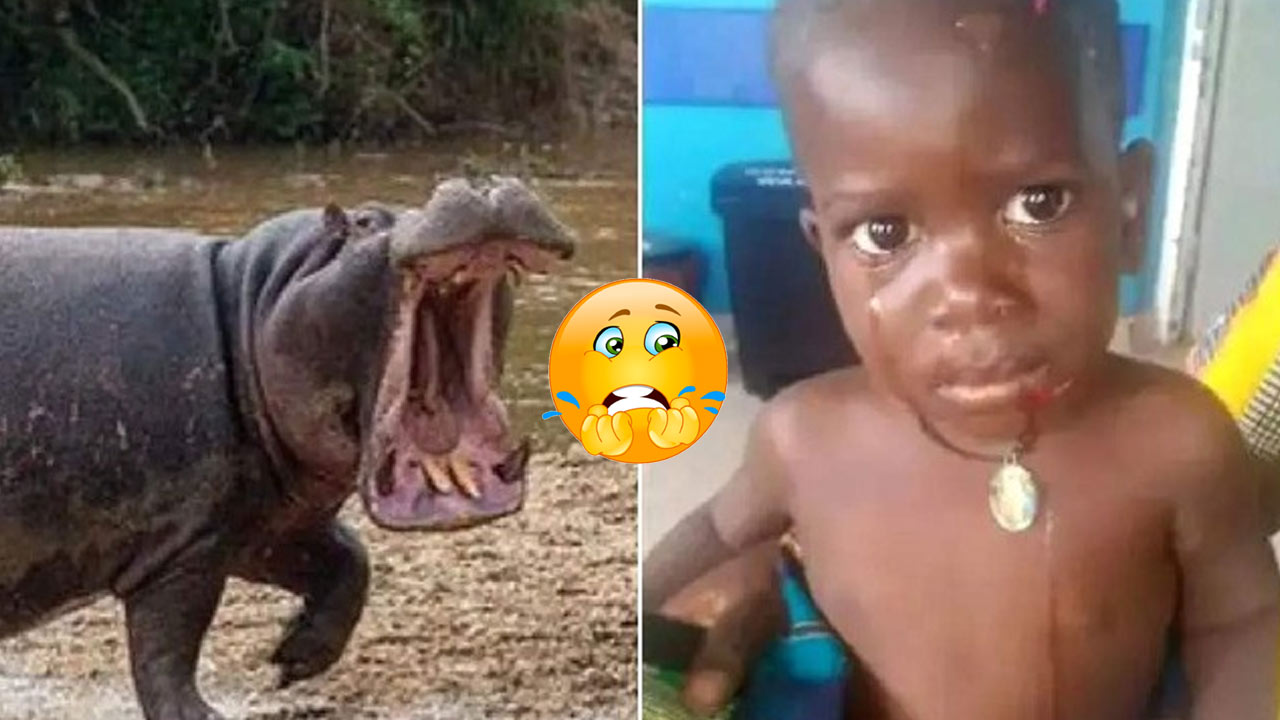 Uganda Hippopotamus