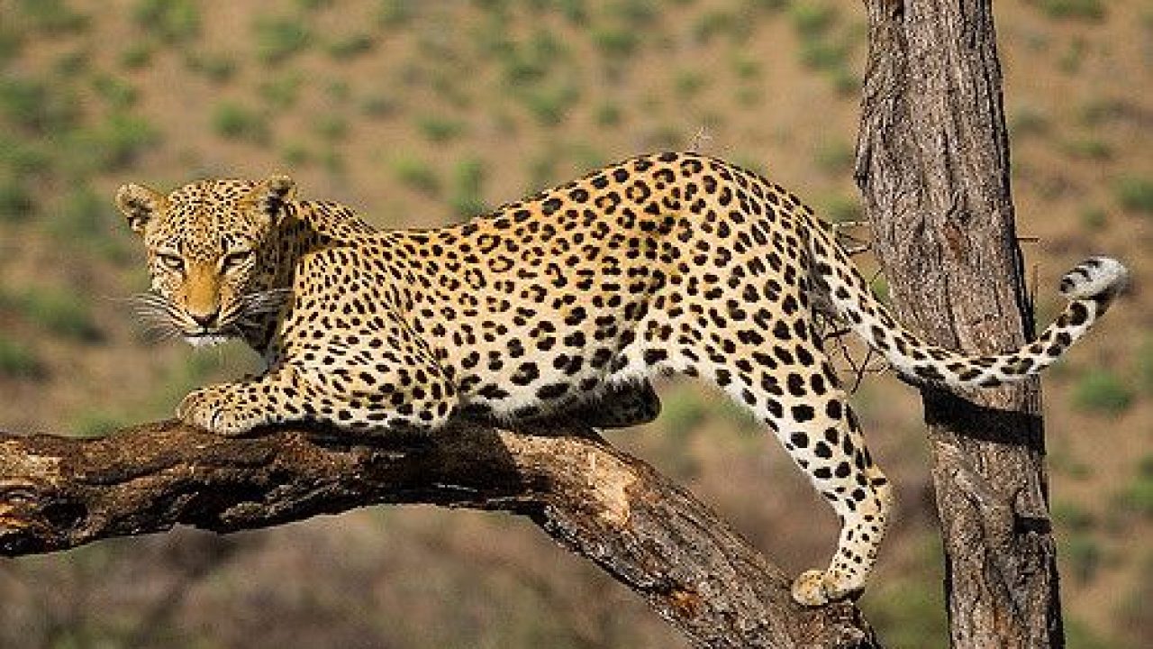 Another Leopard
