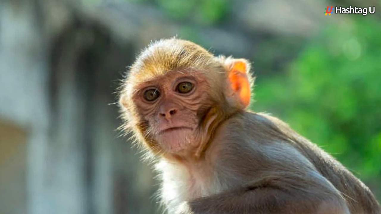 Monkey