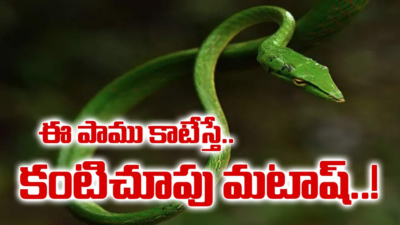 Snake