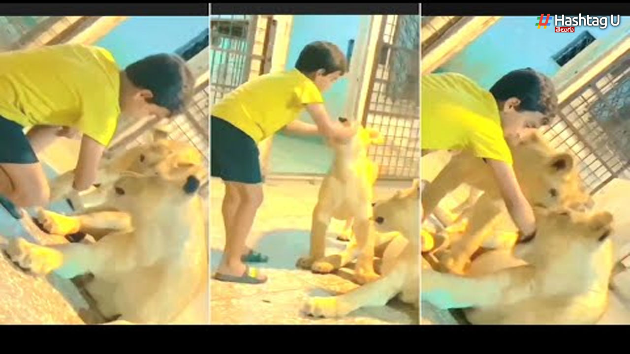 Little boy lions