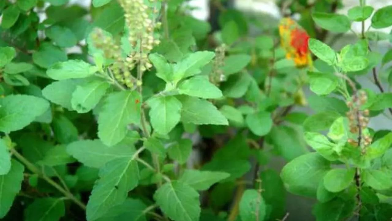 Basil Leaves Benefits