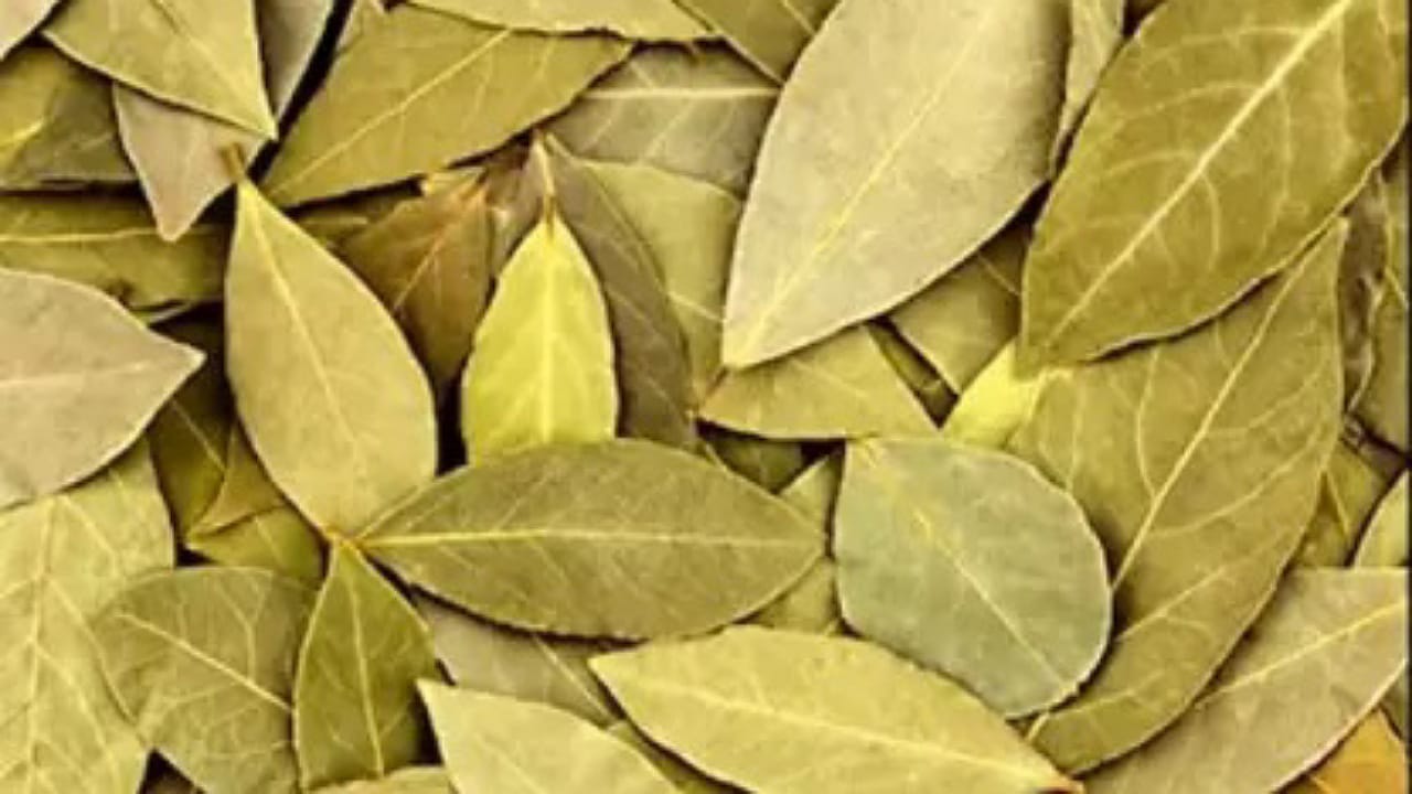 Bay Leaf