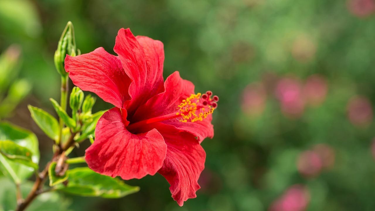 Hibiscus