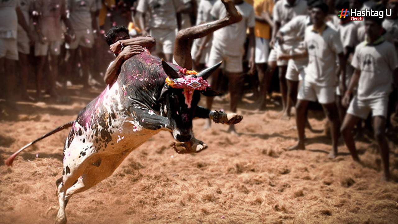 Jallikattu Season Has Started.. 70 People Injured In Pudukkottai!!